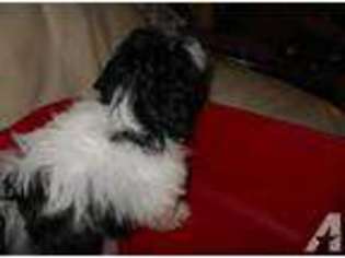 Mutt Puppy for sale in NEW LONDON, CT, USA