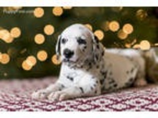 Dalmatian Puppy for sale in Paradise, PA, USA