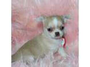 Chihuahua Puppy for sale in Lawton, OK, USA