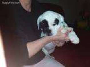 Olde English Bulldogge Puppy for sale in Birmingham, AL, USA