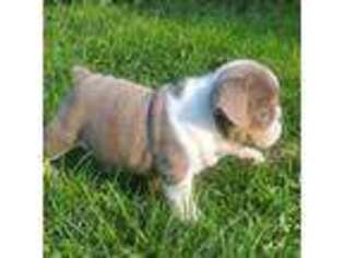 Bulldog Puppy for sale in Green Bay, WI, USA
