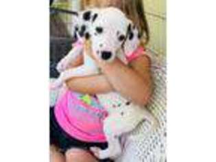Dalmatian Puppy for sale in Marietta, GA, USA