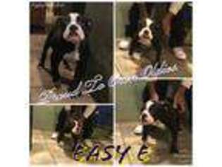 Olde English Bulldogge Puppy for sale in Williamstown, NJ, USA