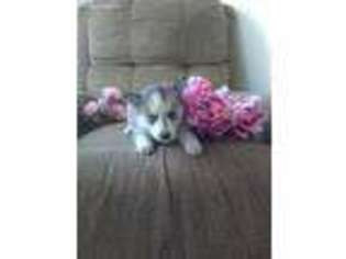 Siberian Husky Puppy for sale in Saint Joe, IN, USA