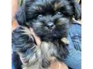 Shorkie Tzu Puppy for sale in Springfield, MA, USA