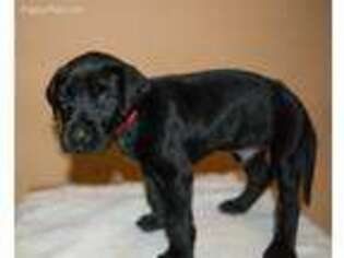 Great Dane Puppy for sale in Batesville, IN, USA