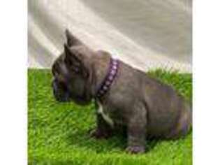 French Bulldog Puppy for sale in Mountain View, MO, USA