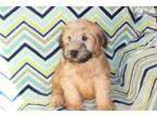 Soft Coated Wheaten Terrier Puppy for sale in Spokane, WA, USA