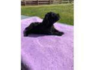 Mutt Puppy for sale in Piney Flats, TN, USA