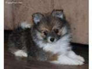 Pomeranian Puppy for sale in Sedalia, MO, USA