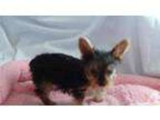 Yorkshire Terrier Puppy for sale in DACONO, CO, USA