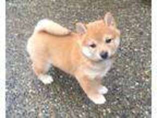 Shiba Inu Puppy for sale in Seattle, WA, USA