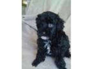 Mutt Puppy for sale in Coxs Creek, KY, USA