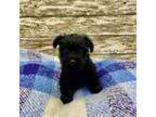 Scottish Terrier Puppy for sale in Oswego, IL, USA