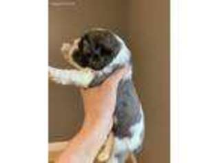 Cocker Spaniel Puppy for sale in Lawrenceburg, IN, USA