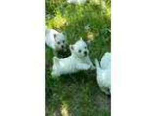 West Highland White Terrier Puppy for sale in Jefferson, GA, USA