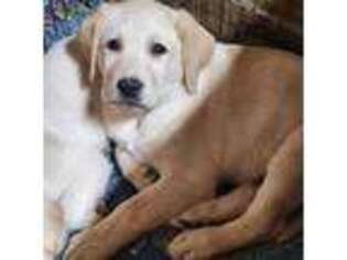 Labrador Retriever Puppy for sale in Farmville, VA, USA