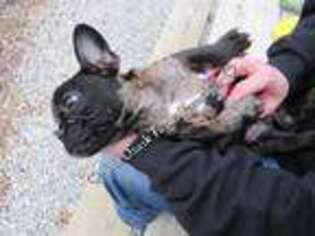 French Bulldog Puppy for sale in Tunas, MO, USA