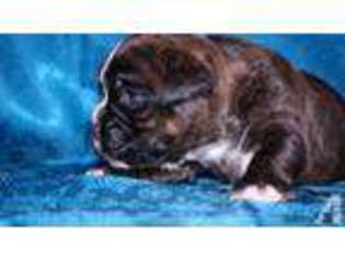 Boxer Puppy for sale in SUSQUEHANNA, PA, USA