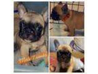 French Bulldog Puppy for sale in Weslaco, TX, USA