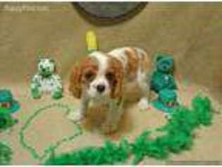 Cavalier King Charles Spaniel Puppy for sale in Poplar Bluff, MO, USA