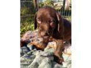 Labrador Retriever Puppy for sale in Summerfield, FL, USA