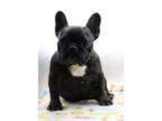 French Bulldog Puppy for sale in Paramount, CA, USA