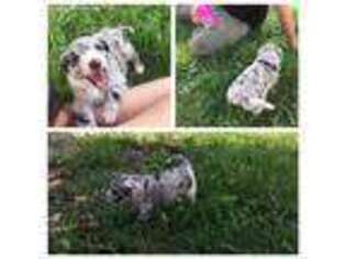 Mutt Puppy for sale in Lewisburg, OH, USA