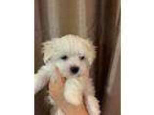 Maltese Puppy for sale in Trempealeau, WI, USA