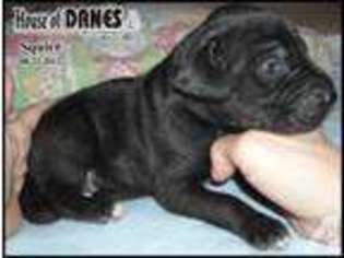 Great Dane Puppy for sale in SAINT JOSEPH, MI, USA