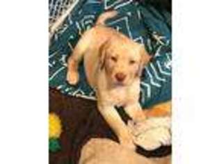 Labrador Retriever Puppy for sale in MERIDEN, CT, USA