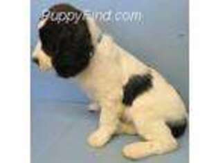 English Springer Spaniel Puppy for sale in Strasburg, CO, USA