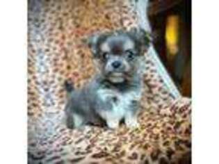 Chihuahua Puppy for sale in Vandalia, MI, USA