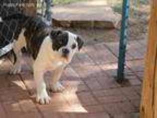 American Bulldog Puppy for sale in Clovis, NM, USA