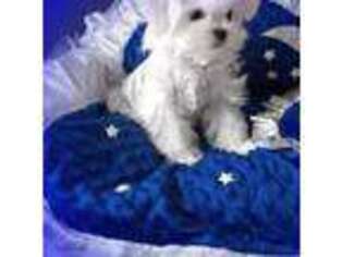 Bichon Frise Puppy for sale in Tualatin, OR, USA