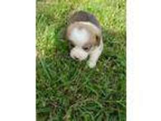 Pembroke Welsh Corgi Puppy for sale in Holdenville, OK, USA