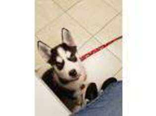 Siberian Husky Puppy for sale in Grove City, OH, USA