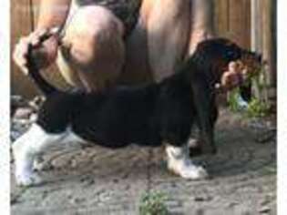 Basset Hound Puppy for sale in Danville, IL, USA