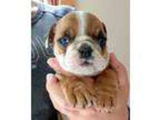 Bulldog Puppy for sale in Shawsville, VA, USA