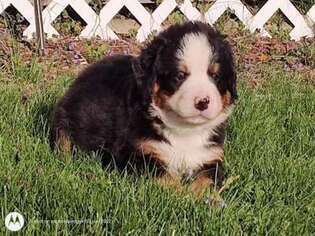Bernese Mountain Dog Puppy for sale in Fallentimber, PA, USA