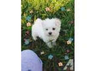 Maltese Puppy for sale in GRAPEVINE, TX, USA