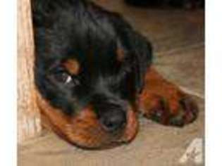 Rottweiler Puppy for sale in SNOHOMISH, WA, USA