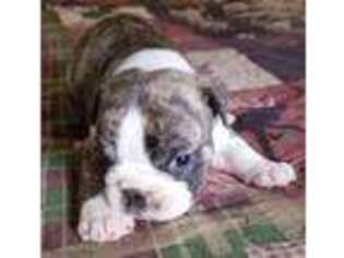 Olde English Bulldogge Puppy for sale in Groton, NY, USA