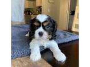 Cavalier King Charles Spaniel Puppy for sale in Fort Mitchell, KY, USA