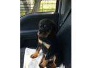 Rottweiler Puppy for sale in Edgewood, TX, USA