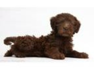 Labradoodle Puppy for sale in Lisbon, OH, USA