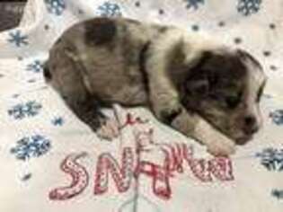 Australian Shepherd Puppy for sale in Batesville, IN, USA