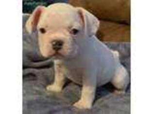 French Bulldog Puppy for sale in Wallops Island, VA, USA