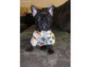 French Bulldog Puppy for sale in Waldorf, MD, USA