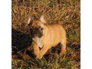 French Bulldog Puppy for sale in Stockton, MO, USA